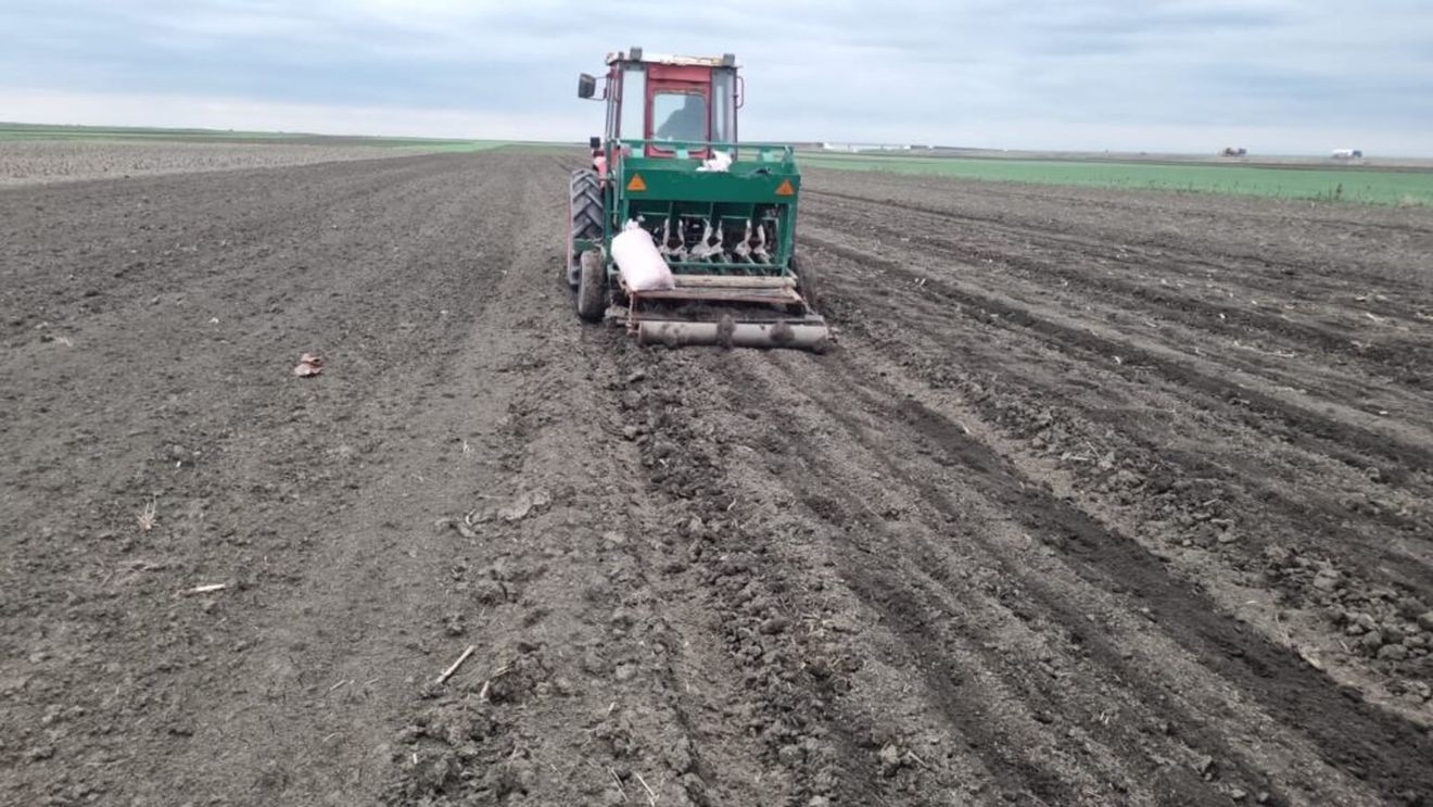 Fermierul Emilian Burlacu lansează noul sezon al culturii de usturoi, în câmpia Râmnicelului: „Avem o mașină de semănat, ne ajută foarte mult”