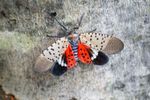 O insectă invazivă care a provocat pierderi agricole importante în SUA, descoperită pentru prima dată în Uniunea Europeană / Lycorma delicatula a fost confirmată în sudul Ungariei