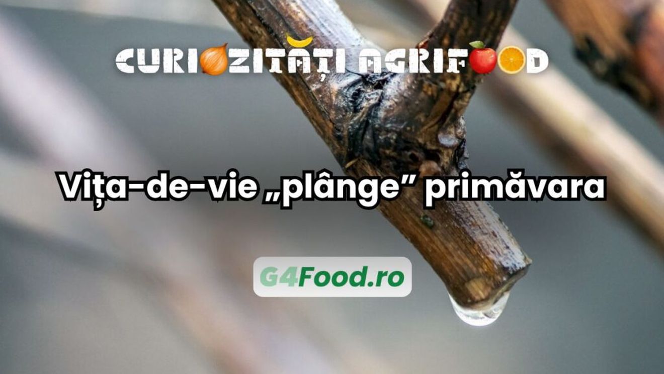 Curiozitate agri-food: Vița-de-vie „plânge” primăvara / Un fenomen natural spectaculos, legat de revenirea la viață a plantei / Uneori este însoțit și de un murmur discret, produs de presiunea sevei în canaliculele plantei