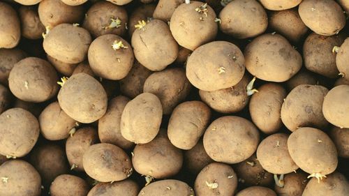 VIDEO | Cele mai frecvente boli ale cartofilor. Soluții și tratamente / Cea mai răspândită și temută boală este mana cartofului