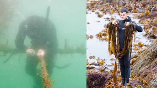 Alge bio cultivate într-o mică fermă marină din Galicia, pe coasta Atlanticului/ Sunt cerute de bucătari de pe tot globul