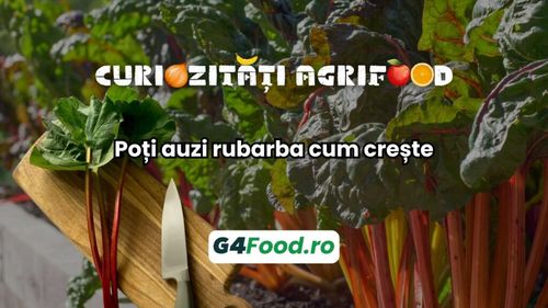 Curiozități agrifood - 11 septembrie. Poți auzi rubarba cum crește