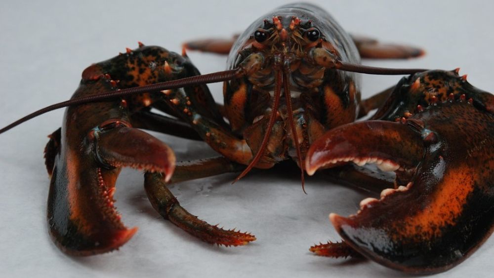 25 septembrie, Ziua Națională a Homarului. În sălbăticie, acest crustaceu poate trăi până la 50 de ani / În trecut, era considerat un aliment destinat servitorilor sau chiar deținuților