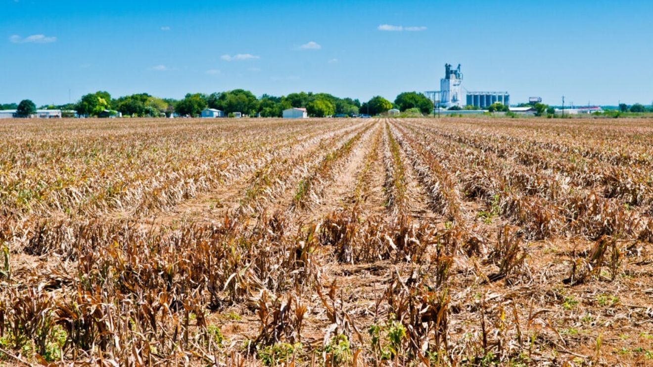 EXCLUSIV Ministerului Agriculturii, despre seceta din România: Aproape 59.000 de hectare sunt afectate de seceta pedologică / S-a aprobat reabilitarea infrastructurii principale de irigații / Care sunt județele afectate și ce măsuri de sprijin pentru fermieri există