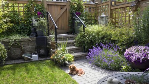 Bambusul, frumos, dar periculos / Ce trebuie să știi înainte de a-l planta în curte / Această plantă poate deveni o problemă serioasă în grădinile rezidențiale