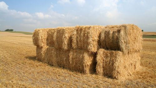 Fermierii germani cer ajutorul guvernului după o recoltă de cereale „dezamăgitoare”. Producția este estimată să scadă cu 7%