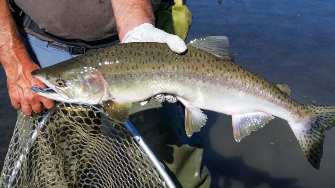 Finlanda, sancționată de Comisia Europeană pentru pescuitul excesiv de somon / Autoritățile de la Helsinki consideră sancțiunea „nejustificată” și iau în calcul să sesizeze Curtea de Justiție a Uniunii Europene