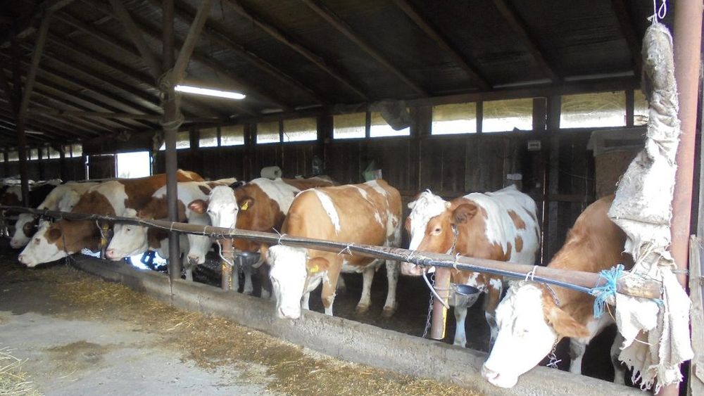 Fermierii beneficiari ai fondurilor europene primesc adeverințe pentru bănci, dar nivelul de creditare rămâne, totuși, scăzut în România