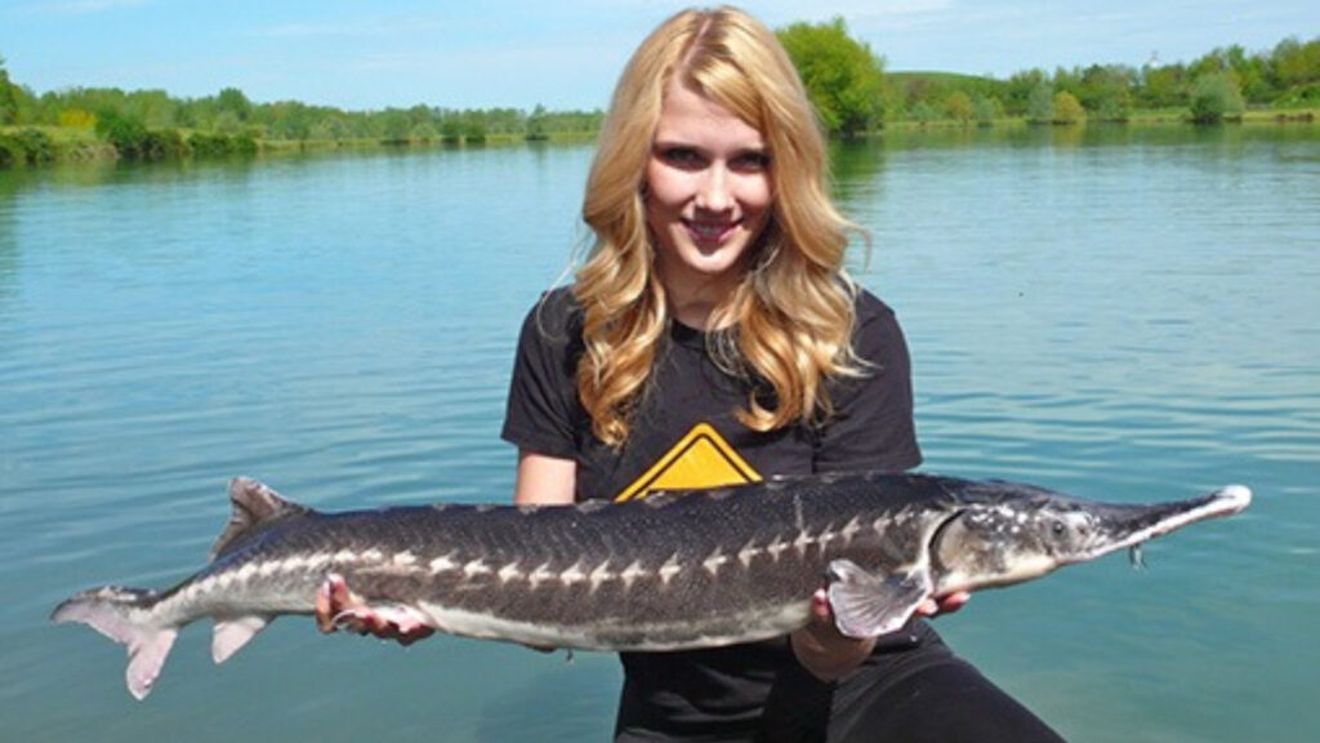 Cinci sturioni prinși ilegal cu plase de pescuit în Tulcea, eliberați de Poliția de Frontieră