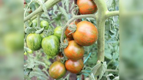 Rapsodia, o tomată cherry tricoloră, urmează să fie brevetată de cercetătorii din Buzău / Planta poate creşte până la 5 metri înălţime în spaţii protejate