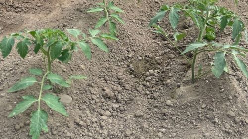 O familie care s-a întors din Belgia și-a făcut propriul solar în grădină, din dorința de a mânca sănătos / Ce sfaturi au pentru alți oameni interesați de un astfel de proiect bio