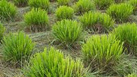 Trei plante care pun țânțarii pe fugă, mai eficient decât insecticidele/ Grădinarii le recomandă