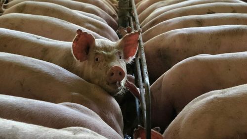 Focar de Pestă Porcină Africană la o fermă de creștere și reproducție din județul Constanța / Situația epidemiologică a fost raportată la nivel internațional