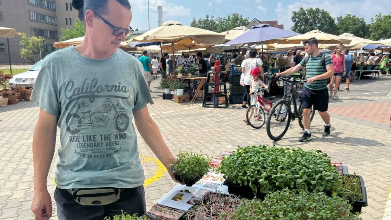 Un brăilean a renunțat la amenajări interioare în Anglia pentru a crește microplante la Sibiu / „Ridichile sunt pline de calciu, fier și magneziu. Cele de floarea soarelui au mult fier, iar coriandrul ajută la eliminarea metalelor grele din organism”