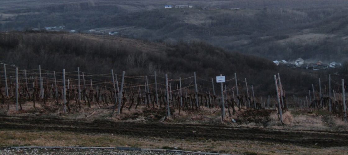 REPORTAJ | De ce este zona Drăgășani un reper de neratat pe harta turismului gastro-viticol al României