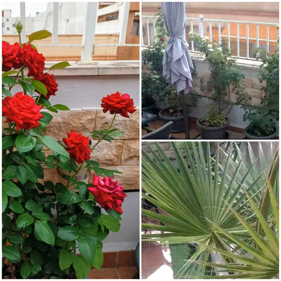 grădinărit, balcon, sistem de irigare wifi, Spania