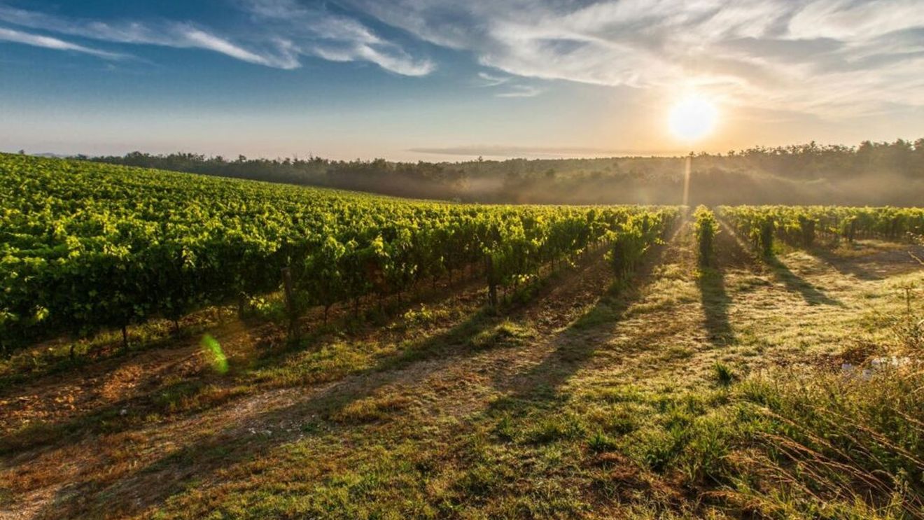 Replantarea viței-de-vie după defrișare cu soiuri mai rezistente la secetă și boli sau mai adaptate la schimbarea cererii consumatorilor: Comisia Europeană a prelungit termenul-limită pentru depunerea cererilor de autorizații până la al cincilea an vitivinicol ulterior celui în care a avut loc defrișarea