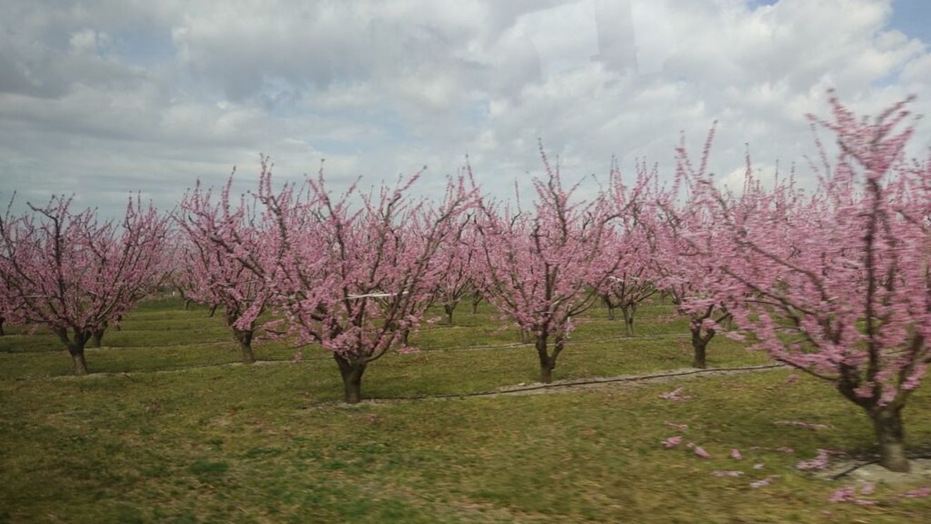 Prognoza agrometeorologică: Ritmurile vegetative ale culturilor vor evolua normal în cea mai mare parte a zonelor agricole
