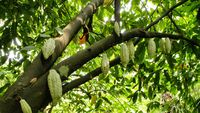 Ghana pregătește pedepse de până la 20 de ani pentru distrugerea fermelor de cacao / Mineritul ilegal este vizat de cele mai dure sancțiuni