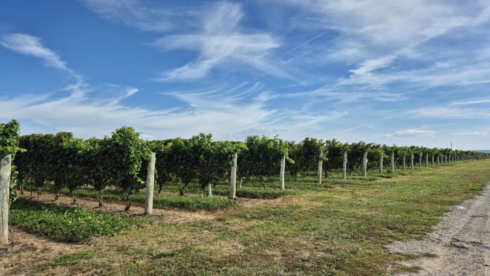 FOTO I Povestea „aurului lichid” din Niagara: Ce este „Icewine”, vinul emblemă al Canadei / Culesul strugurilor înghețați se face manual / Un hectar de vie poate da doar câteva sute de litri de vin