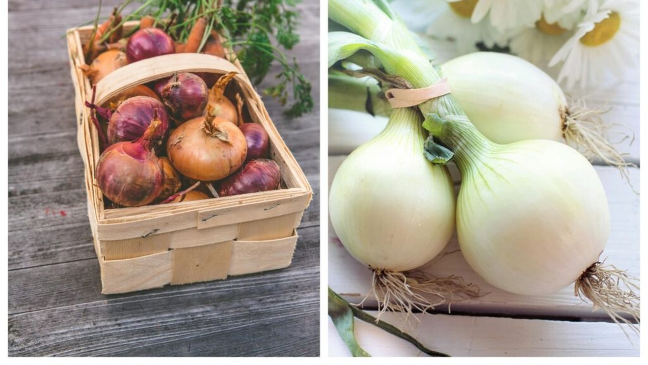 Cum să alegi tipul de ceapă potrivit fiecărui preparat culinar/Toate sunt din familia Allium, dar fiecare tip de ceapă este unic, iar dacă le înlocuiești între ele mâncarea poate căpăta altă aromă