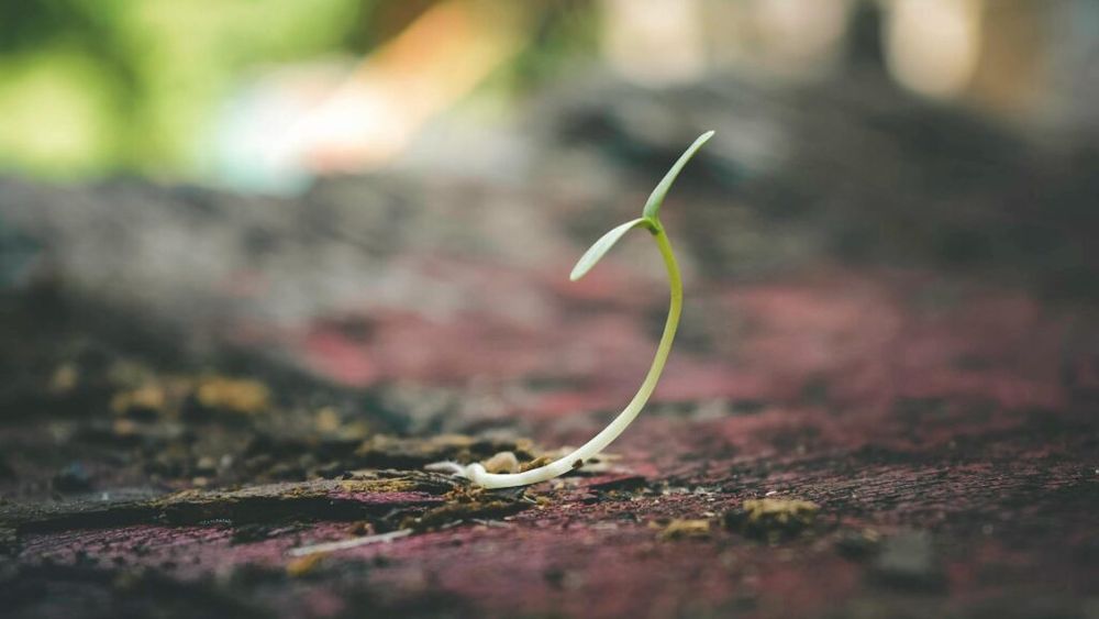 Startup-ul Clean Crop Technologies folosește o tehnologie cu plasmă pentru a trate semințele, ca alternativă la substanțele chimice