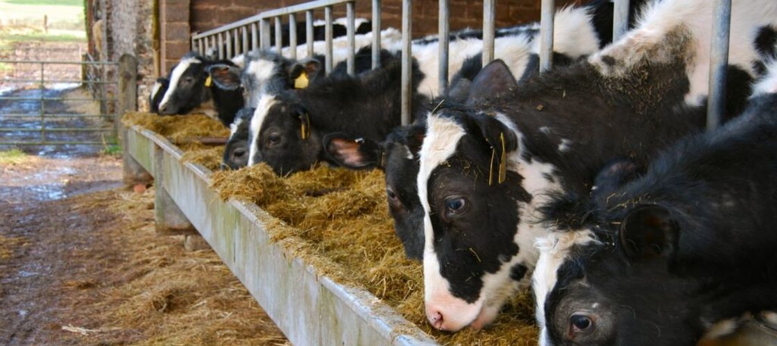 Administrația Trump respinge declarația ONU privind agricultura, din cauza referințelor la gen și schimbările climatice/ Documentul a fost adoptat, în ciuda opoziției SUA