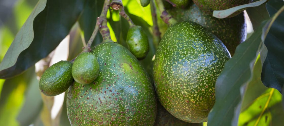 Avocado-ul fatal / Ce s-a întâmplat în cele patru zile după ce fructul a lovit în cap un bebeluș de numai 12 zile