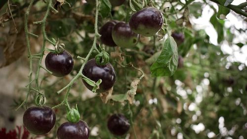 Roșii negre: Cum le cultivi corect pentru un gust intens și o culoare spectaculoasă / Cum previi bolile și dăunătorii