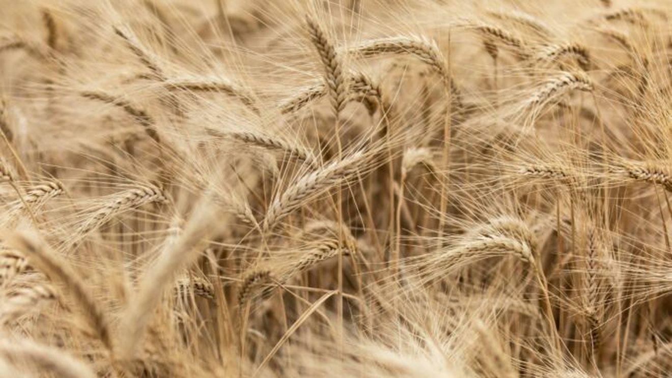 Scandal internațional: Israelul, acuzat că importă grâu furat din Ucraina; UE amenință cu sancțiuni