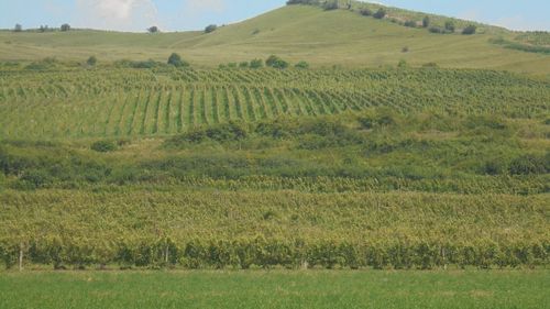 Doi frați și fiul unuia dintre ei au pus pe picioare, în Ciumbrud, județul Alba, una dintre cele mai active afaceri viti-vinicole din Transilvania