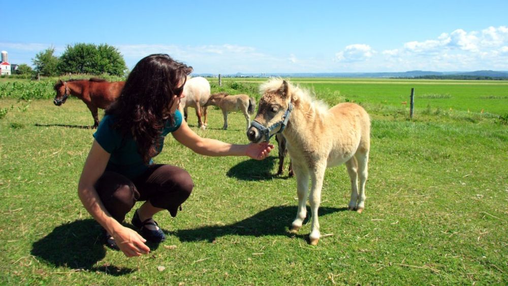 Cererea pentru animale de fermă miniaturale este în creștere în SUA / Unele exemplare ajung la prețuri de 30.000 de dolari