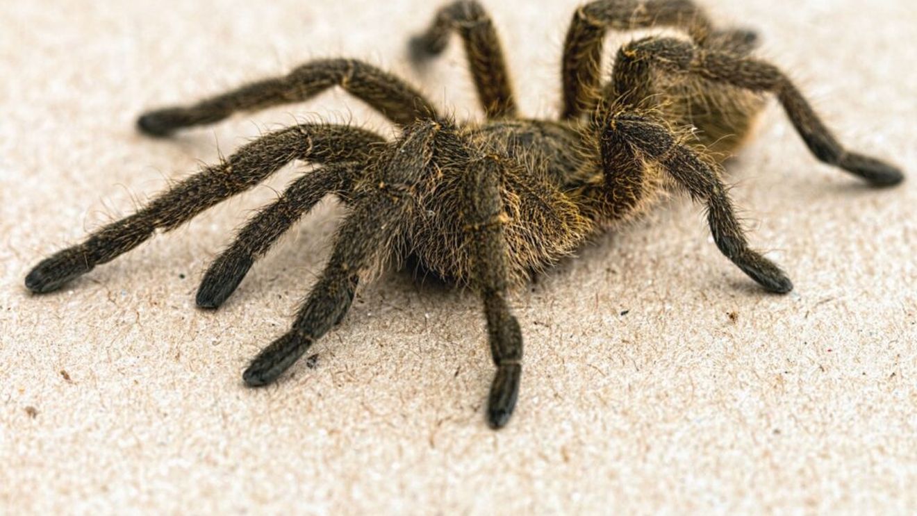 Germania: Circa 1.500 de tarantule ascunse în ambalaje de biscuiţi, descoperite pe aeroportul din Köln/Bonn