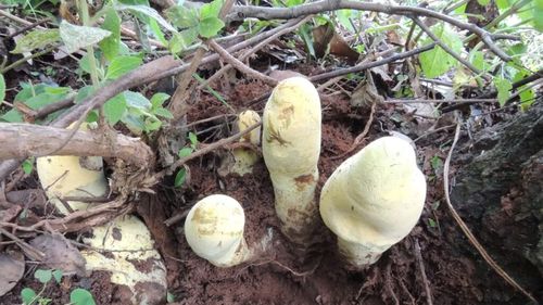 O ciupercă uriașă, de peste două kilograme, a fost descoperită în China / Dianjunus rex poate ajunge la jumătate de metru înălțime