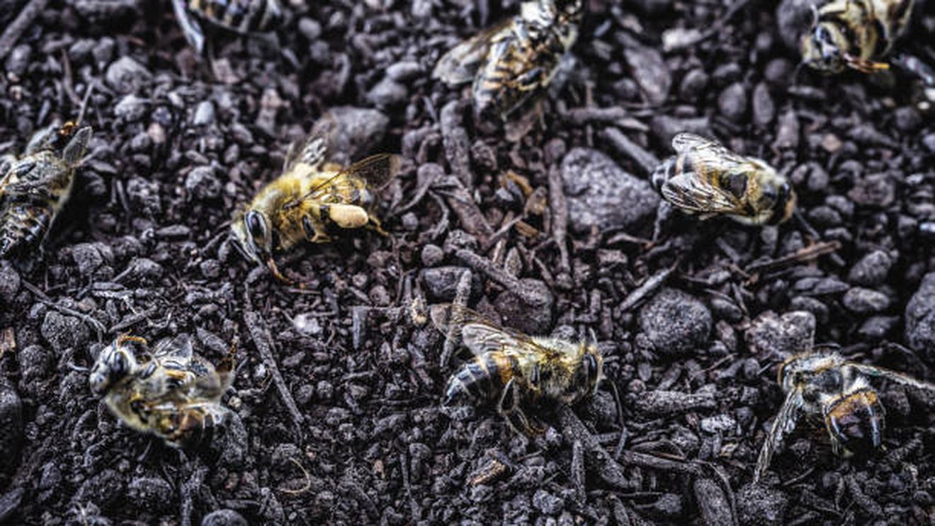 ÎCCJ nu e de acord cu interzicerea neonicotinoidelor. Hotărârea definitivă în favoarea apicultorilor a fost casată. Constantin Dobrescu, vicepreședinte Romapis, pentru G4Food: „Este vorba doar de un mod de a tergiversa aplicarea unei hotărâri judecătorești”