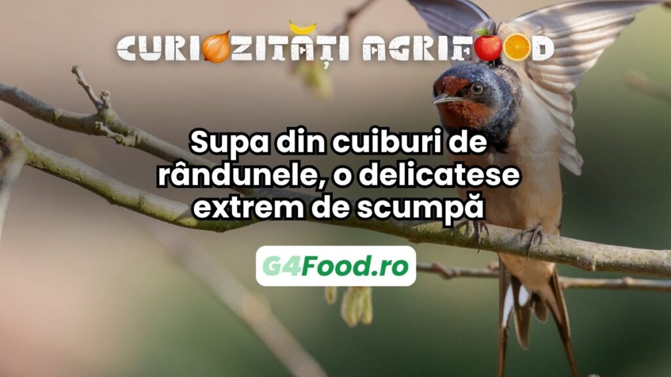 Curiozitate agri-food: Supa din cuiburi de rândunele, o delicatese extrem de scumpă / Cuiburile sunt făcute exclusiv din saliva solidificată a păsărilor