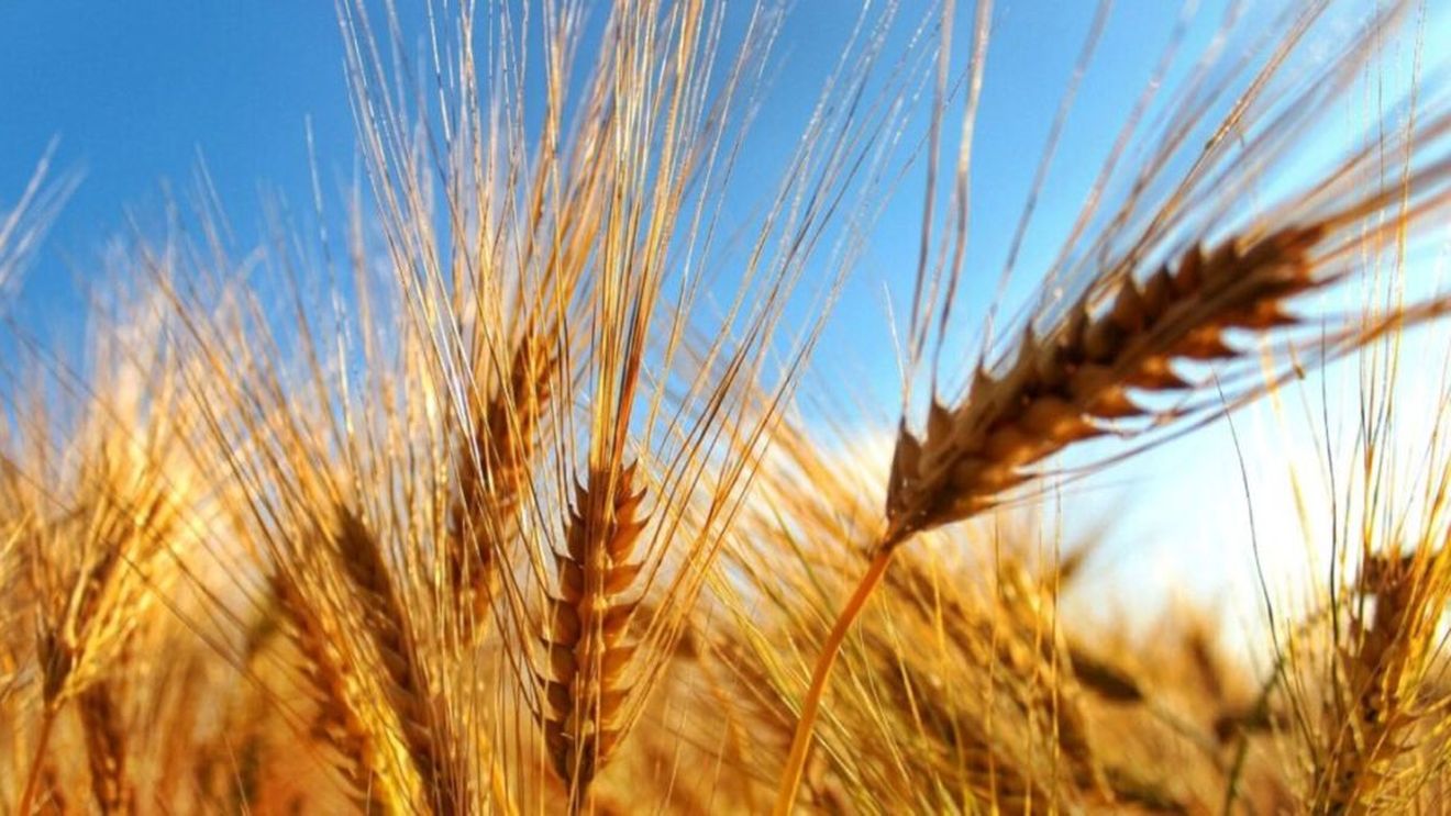 Cantitatea de apă în sol, în cultura grâului de toamnă, va fi în limite satisfăcătoare/ Deficite vor mai fi în sudul şi estul Olteniei (agrometeo)