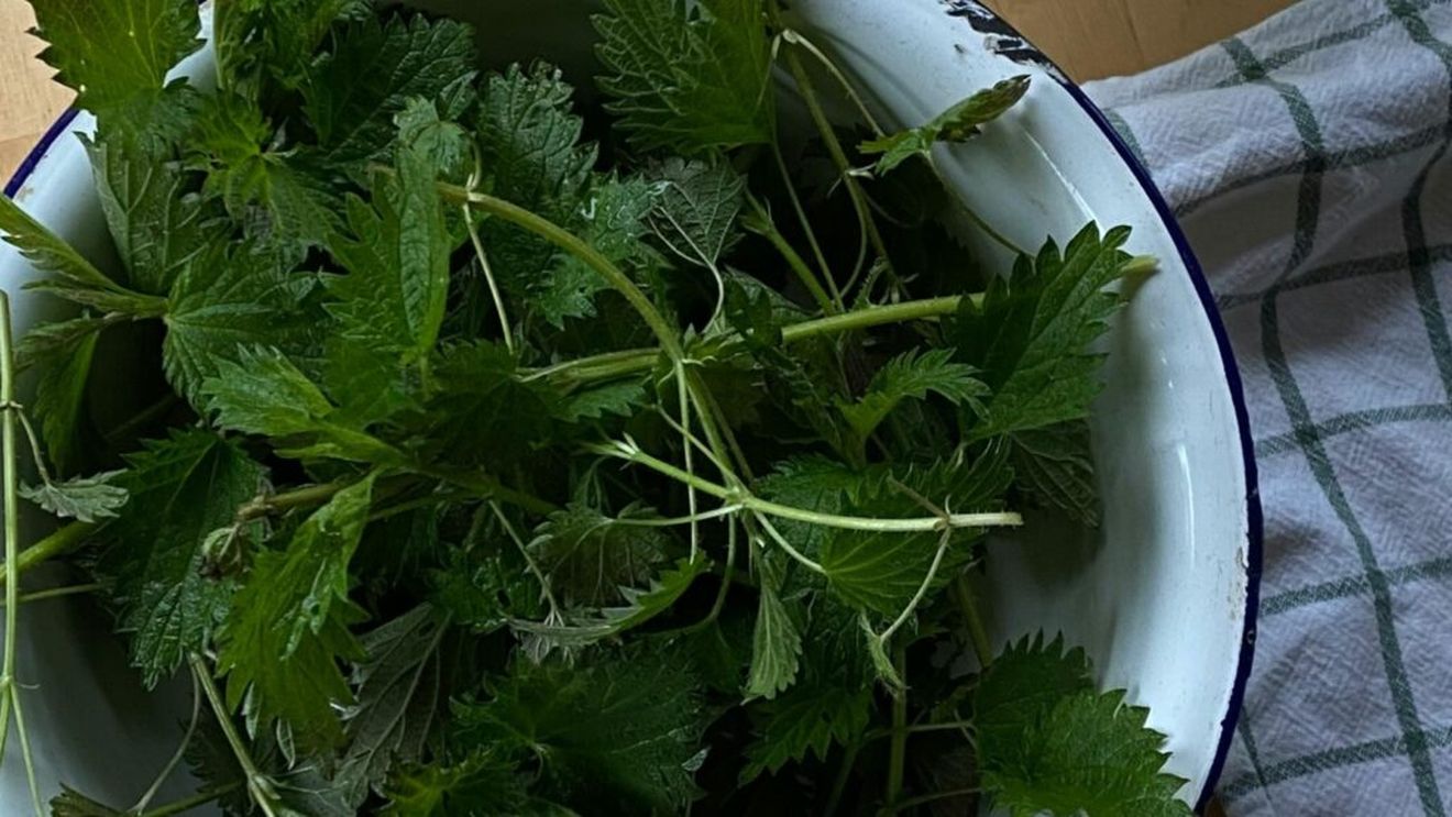 ABC în bucătărie | Trucuri pentru a pregăti perfect urzicile/ Plus rețeta de mâncare de urzici, cum o făcea bunica