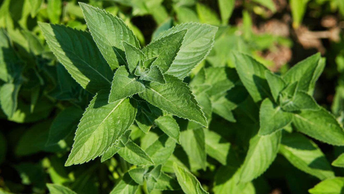 Menta cu aromă de ciocolată, vanilie și cuișoare, cultivată la Buzău. Cercetătorii văd un potențial pentru o nouă cultură de nișă: „E o premieră”