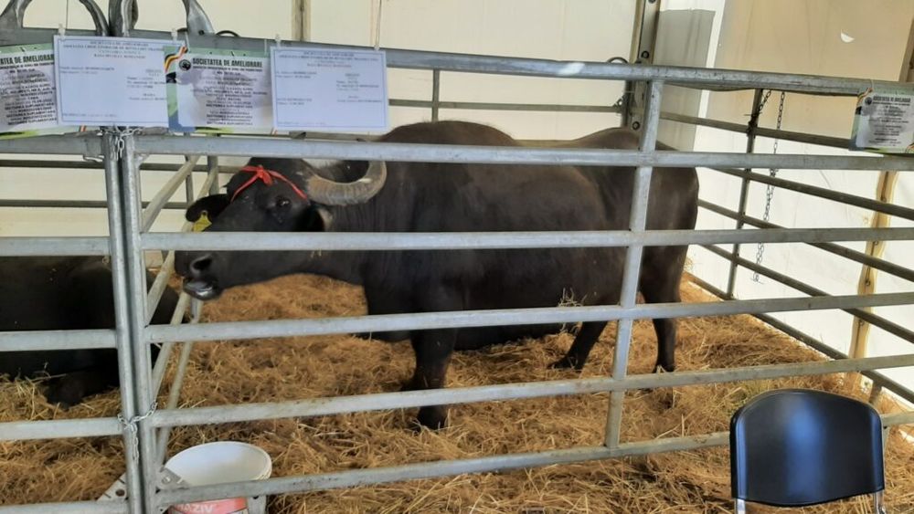 INDAGRA 2025 | Bivolii, o soluție avantajoasă pentru micile ferme de familie. „Contrar înfățișării lor, sunt niște animale foarte blânde și se atașează foarte mult de fermierul care îi crește”