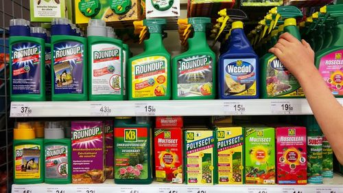 Colosul chimic Bayern ia în calcul falimentarea Monsanto, în încercarea de a găsi o soluție prin care să scape de o procesele colective cauzate de erbicidul Roundup, care conține glifosat