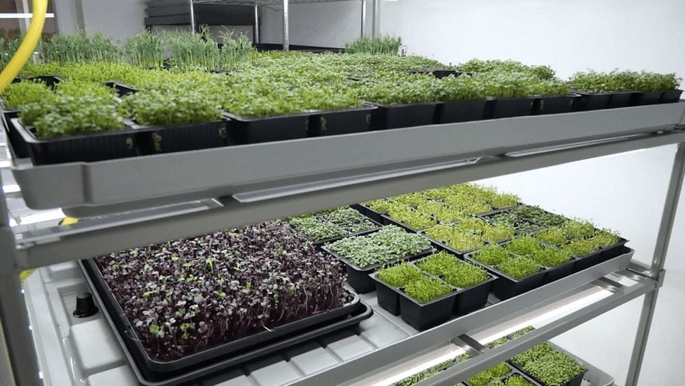 VIDEO | Afacere inedită: Doi tineri din Cluj cresc microplante pe verticală, pe muzică de Mozart