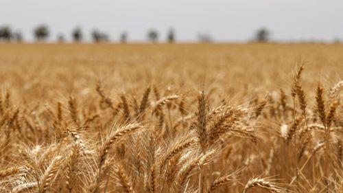 POLITICO: Taxele vamale pe îngrășămintele rusești ale UE vizează „mașinăria de război” a lui Putin, dar această măsură ar putea duce la creșterea costurilor de producție în sezonul următor, punând și mai multă presiune pe sectorul agricol