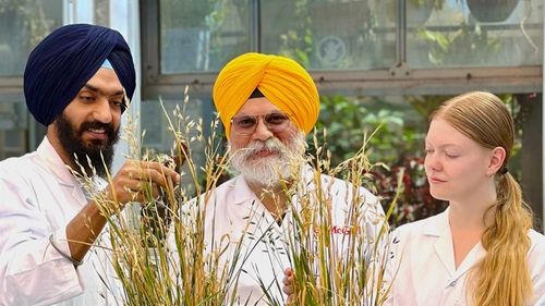 Canadienii au inventat primul ovăz cu ADN editat genetic/ Cercetătorii de la universitatea McGill deschid o nouă eră în agricultură, cu culturi mai sănătoase și rezistente la schimbări climatice