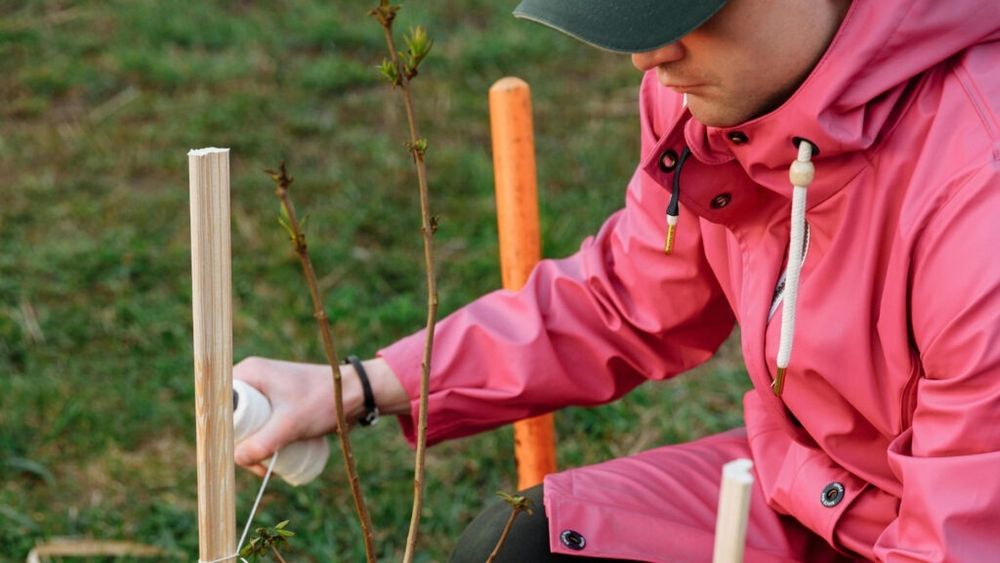 APIA anunță că primeşte cereri de plată aferente anului 2024 pentru schema referitoare la prima împădurire