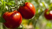 Un simplu săpun poate ține la distanță dăunătorii din grădină / Cum este folosit pentru protejarea culturilor de tomate
