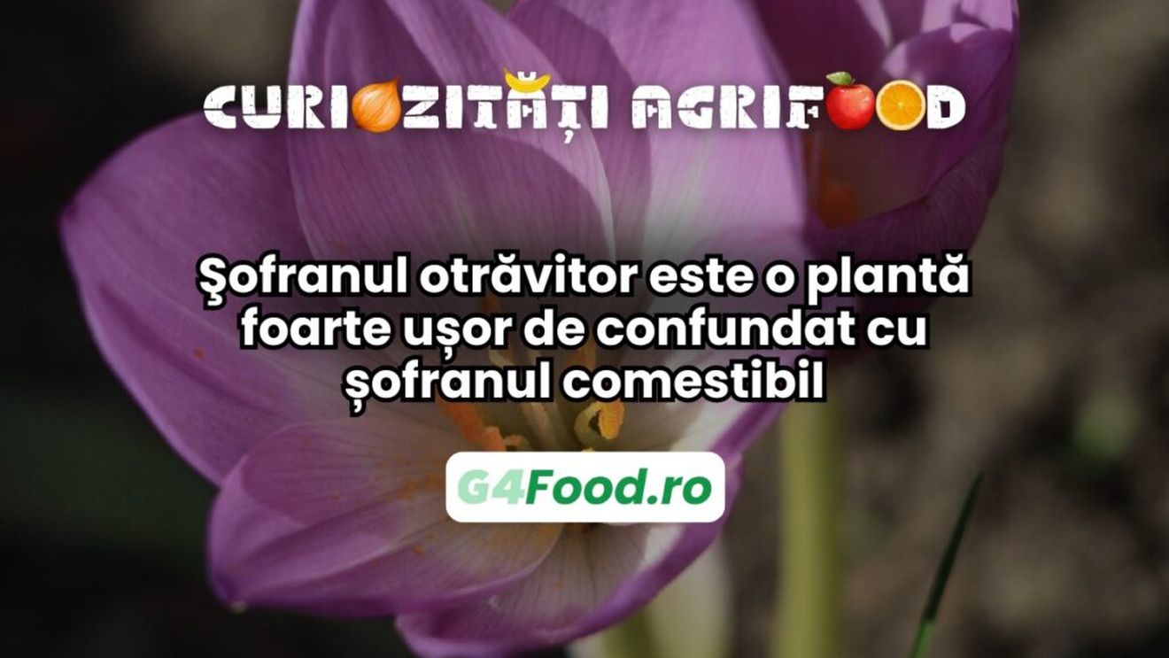 Curiozități agrifood 24 februarie / Şofranul otrăvitor este o plantă foarte ușor de confundat cu șofranul comestibil / Conține un alcaloid puternic care poate induce moartea chiar și în cantități mici