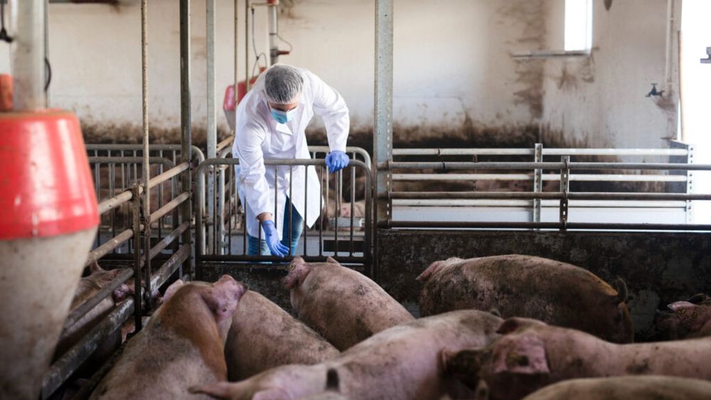 Focarele de pestă porcină africană la porcii domestici au scăzut la 21, în martie, însă virusul persistă însă în mediul silvatic, conform datelor ANVSA