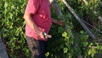 Sergiu Gorjan, , secretar științific al Stațiunii de Cercetare pentru Viticultură Drăgăşani: Putregaiul negru amenință producția de struguri. În trei săptămâni vom avea și primii ciorchini