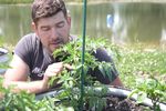 Specialist: Legarea roșiilor de araci poate aduce o recoltă cu până la 75% mai bogată / De ce contează să ridici plantele de pe pământ